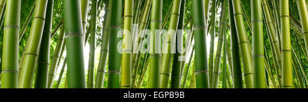 Tall culmi di bambù verde densa in una giungla. Foto Stock