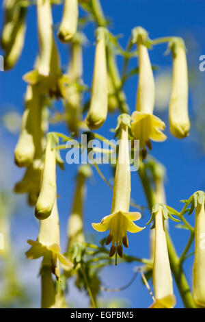 Cape fucsia, Phygelius 'Funfare Giallo', numerosi pendolari fiori tubolari che cresce su un impianto esterno, contro un cielo blu. Foto Stock