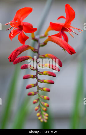 Montbretia, Crocosmia 'Lucifero', ramificato spike con vistosi emergenti ad imbuto rosso dei fiori isolati in shallow focus contro una verde e uno sfondo grigio. Foto Stock