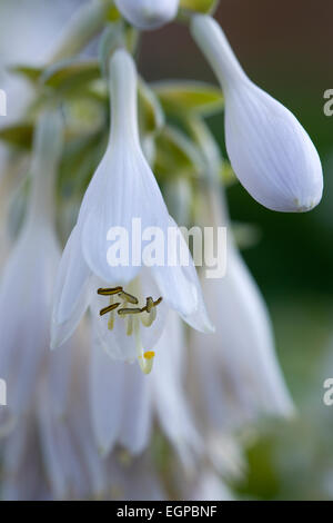 Hosta cultivar, bianco fiori penduli con lunghi stami curvo, che cresce su una pianta contro uno sfondo verde. Foto Stock