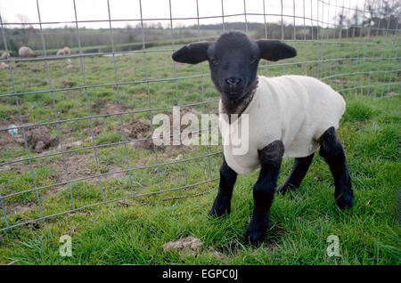 Agnelli in East Sussex indossare giacche di lana per mantenerle calde. Foto Stock