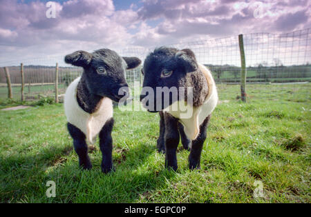 Agnelli in East Sussex indossare giacche di lana per mantenerle calde. Foto Stock