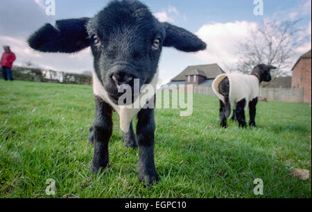 Agnelli in East Sussex indossare giacche di lana per mantenerle calde. Foto Stock