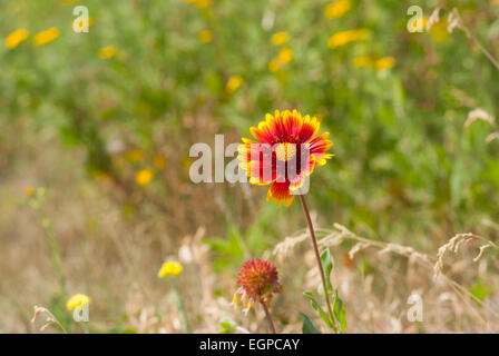 Indiani selvatici coperta di fiori selvatici in campo Foto Stock