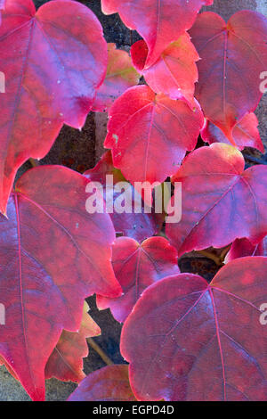 Boston ivy, Parthenocissus tricuspidata, Close-up dettaglio di rosso le foglie di autunno. Foto Stock