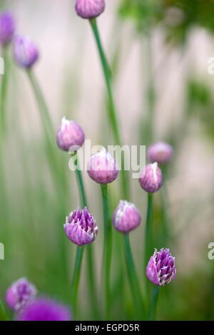 Erba cipollina, Allium schoenoprasum, Viola boccioli e fiori emergenti su lunghi steli verdi.g Foto Stock