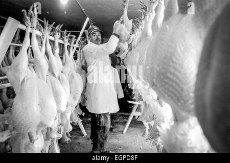 All'interno di Parkminster Farm, dove essi sollevano i tacchini, nel West Sussex, in preparazione per il Natale. Foto Stock