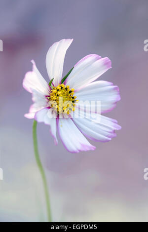 Cosmos bipinnatus 'Daydream', vista frontale di uno completamente aperto fiore con petali di colore bianco tinte di rosa al centro e sui bordi e ciuffo di stami gialli, contro morbido blu e sfondo rosa. Foto Stock