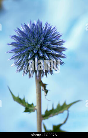 Globe thistle, Echinops bannaticus, vicino vista laterale di una sfera metallica pungenti fiore blu contro il cielo blu. Foto Stock