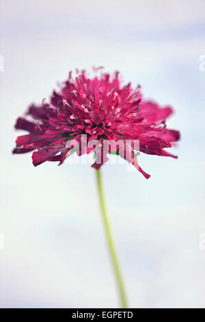 Scabious macedone, Knautia macedonica 'cavaliere rosso', Vicino vista laterale di uno rosso borgogna aginst fiore azzurro cielo. Foto Stock