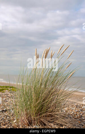 Erba, erba Marram, Ammophila arenaria, fioritura si raggruppano in crescita in ghiaia su di una spiaggia di Suffolk in UK, il mare e il cielo dietro. Foto Stock