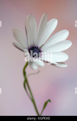 Osteospermum, una cultivar Bianca, vista frontale di aprire parzialmente fiore con centro scuro contro chiazzato sfondo rosa. Foto Stock