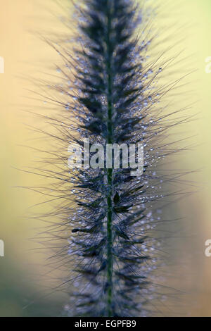 Fontana di nero erba, Pennisetum alopecuroides ├öMoudry├ò molto vicino vista di un pennacchio scuro con semi di pelosa formata, brillando con rugiada. Foto Stock