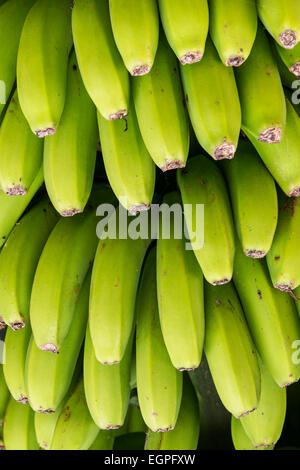 Un grappolo di banane in una piantagione a Tenerife. Foto Stock