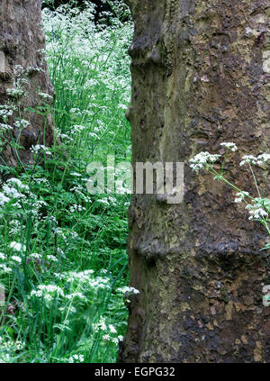 Mucca prezzemolo, Anthriscus sylvestris, masse di fiori bianchi con tronchi di alberi di piano. Foto Stock