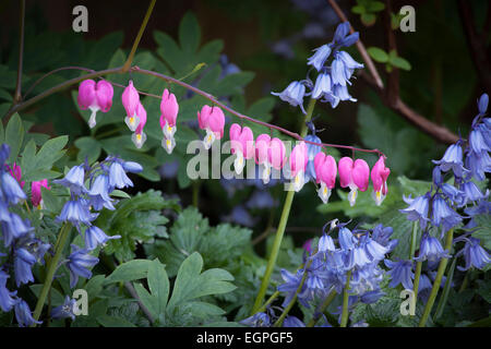 Cuore di sanguinamento, Lamprocapnos spectabilis, uno stelo a forma di cuore fiori appesi con garbo al di sopra di più steli di spagnolo bluebell fiori, Hyacinthoides hispanica, entrambi sono ombra di piante tolleranti. Foto Stock