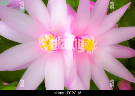 Rose cactus di Pasqua, Rhipsalidopsis rosea, chiudere la vista di due specchiata, adiacente fiori con dispiegarsi, giallo punta stami di colore rosa e bianco lo stigma nel centro, illuminazione soffusa. Foto Stock