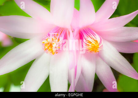 Rose cactus di Pasqua, Rhipsalidopsis rosea, chiudere la vista di due specchiata, adiacente fiori con dispiegarsi, giallo punta stami di colore rosa e bianco lo stigma nel centro. Foto Stock
