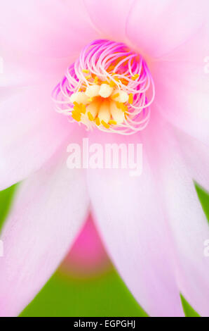 Rose cactus di Pasqua, Rhipsalidopsis rosea, chiudere la vista di dispiegarsi, giallo punta stami di colore rosa e bianco lo stigma al centro del fiore rosa. Foto Stock