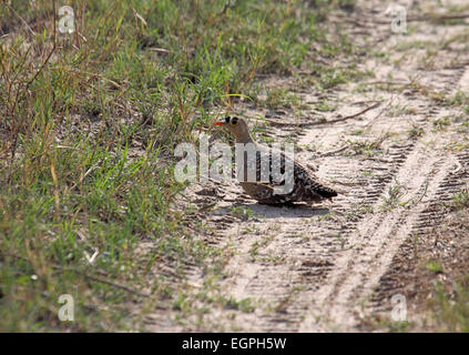 Doppio sandgrouse nastrati su suolo sabbioso accanto alla pista in Botswana Foto Stock