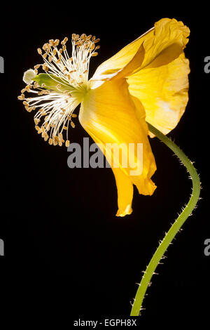 Semi di papavero, Welsh papavero, Meconopsis cambrica, vista laterale del fading, fiore giallo su un sottile stelo peloso, i petali sono spazzate indietro, causando la stami e gli stimmi per sporgere in modo preminente, retroilluminato ad alto contrasto e illuminazione su sfondo nero. Foto Stock
