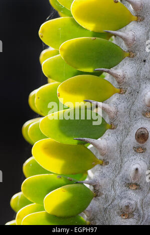 Madagascar ocotillo, Alluaudia procera, vicino vista laterale dei piccoli volantini in modelli lungo una spinosa gambo legnosa. Foto Stock