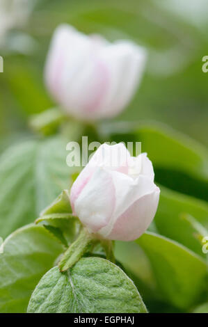 Mela Cotogna, Cydonia oblonga, vicino vista laterale di una apertura di fiori bianchi e foglie. Foto Stock