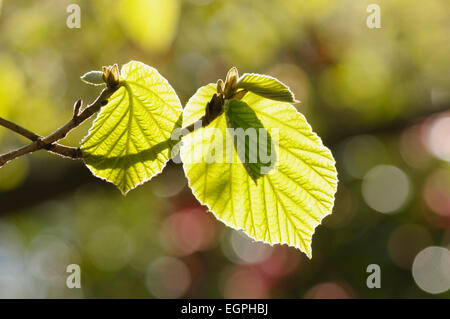 Amamelide, Hamamelis mollis, due foglie su due ramoscelli di incrocio e backlit contro un sfondo pezzata. Foto Stock