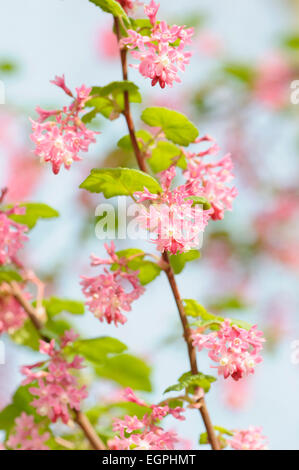 Fioritura ribes, Ribes sanguineum, vista laterale di 2 steli con un sacco di fiori di colore rosa e foglie, illuminate. Foto Stock