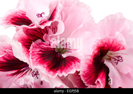 Fiore di geranio isolato su sfondo bianco Foto Stock