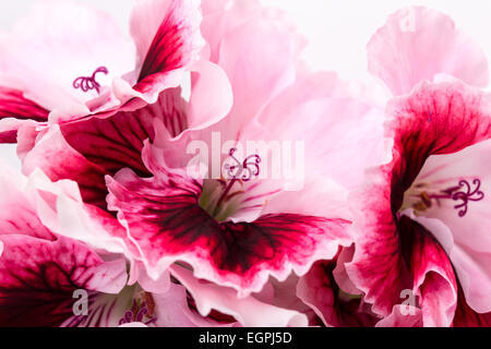 Fiore di geranio isolato su sfondo bianco Foto Stock