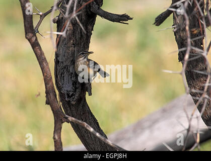 Bianco-browed scrub-robin aggrappati alla libera del bolo in Botswana Foto Stock