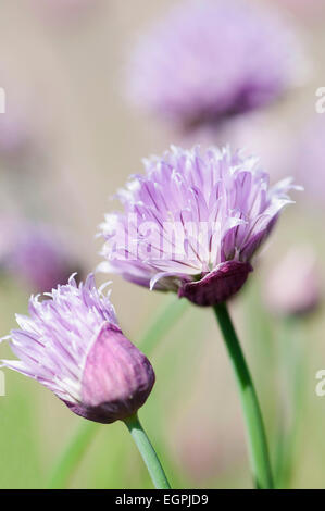 Erba cipollina, Allium schoenoprasum, vista laterale di 2 gambi con un pallido fiori viola, uno completamente e una parte aperta, altri soft focus dietro. Foto Stock