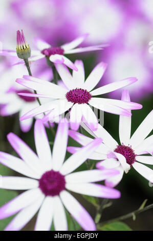 Senetti, Pericallis x hybrida 'Senetti Magenta bicolor", chiudere la vista di fiori di colore bianco con rosa viola petali a punta, altri soft focus dietro. Foto Stock