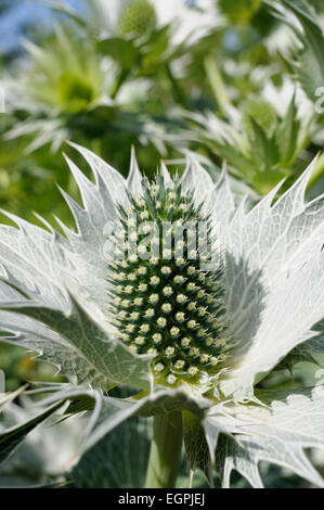 Mare holly - Miss Wilmott del fantasma, Eryngium giganteum, chiudere la vista di un cono a forma di fiore verde con impulso breve argenteo collare. Foto Stock