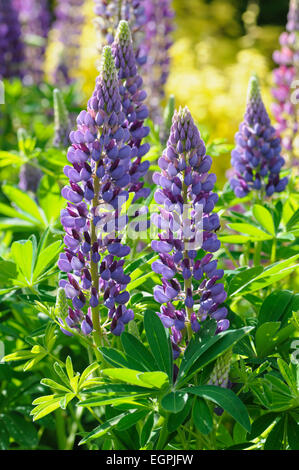 Lupin, Lupinus 'Viola Imperatore', vista laterale di numerose guglie con bicolor fiori di malva e magenta, tra Bright Green folaige, nella luce del sole. Foto Stock