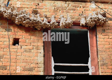 Stringa con fasci di bulbi di aglio appeso per ottenere sun essiccato sulla facciata in mattoni rossi di un vecchio stile newar casa in Panauti-Nepl Foto Stock