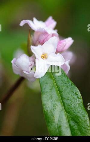 Daphne bholua 'Jacqueline postill', chiudere la vista di un grappolo di fiori e una foglia con gocce di pioggia. Foto Stock