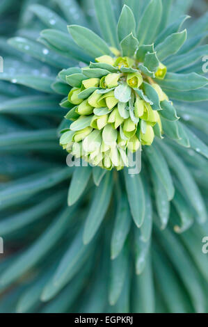 Mediterraneo, euforbia Euphorbia characias wulfenii, Top vista ravvicinata di dispiegarsi flowerhead oltre un whorl di grigio verde foglie. Foto Stock
