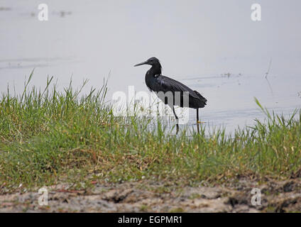 Airone nero o nero garzetta visualizzazione giallo a piedi watersedge in Botswana Foto Stock