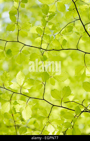 Faggio Fagus sylvatica, vista guardando fino al di sotto di ramoscelli con il verde brillante delle foglie di primavera in pezzata dalla luce del sole. Foto Stock
