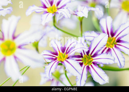 Gloria andina del sole lily, Leucocoryne vittata, vicino vista dall'alto di diversi fiori di colore bianco con strisce viola e centri di colore giallo la creazione di un pattern. Foto Stock