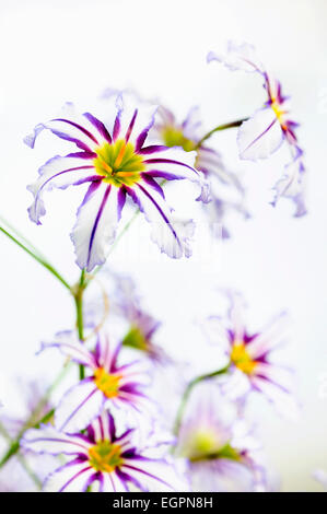 Gloria andina del sole lily, Leucocoryne vittata, vicino vista dall'alto di diversi fiori di colore bianco con strisce viola e centri di colore giallo la creazione di un pattern. Foto Stock