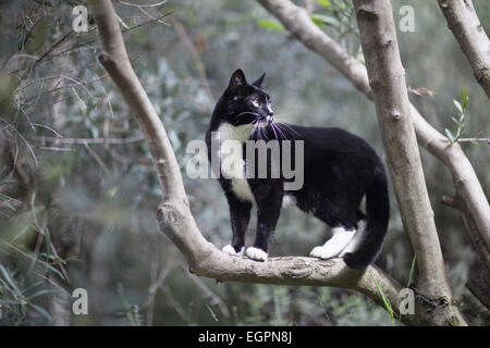 Tuxedo pet cat esplora cantiere Foto Stock