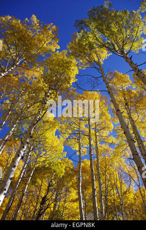 Aspens con foglie di giallo in aumento in un profondo cielo blu durante l'autunno, in Wasatch Mountains dello Utah, Stati Uniti. Foto Stock