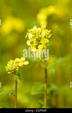La senape bianca, Sinapis alba, spesso coltivati come concime verde, vista laterale di due steli con fiori di colore giallo e gemme con gli altri dietro. Foto Stock