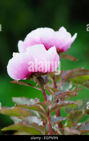 Peonia, Paeonia mascula, vista laterale di 2 steli con mezza aperta rosa intenso a forma di ciotola fiori allo sbiadimento di bianco, le gocce di pioggia, Rosa tingono il fogliame. Foto Stock