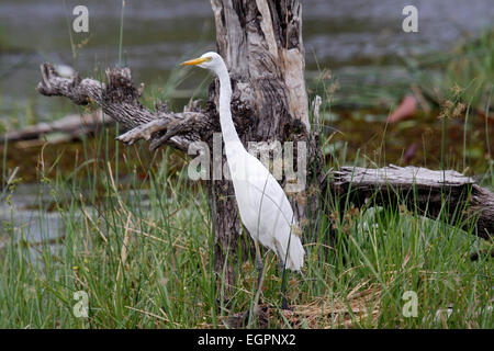 Garzetta intermedia in piedi al bordo del lago in Botswana Foto Stock