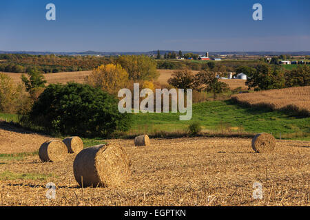 Balle di mais sedersi nei campi vuoti Foto Stock
