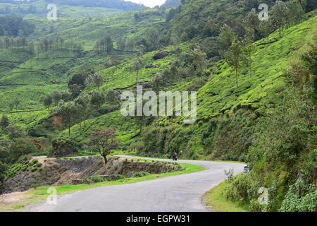 Scenario tratto di strada a Munnar Kerala India attraverso il i Ghati Occidentali Montagne Foto Stock